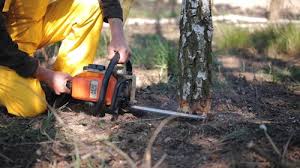 Reliable Clayton, AL Tree Services Solutions