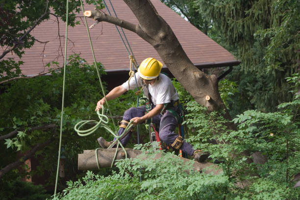 How Our Tree Care Process Works  in  Clayton, AL