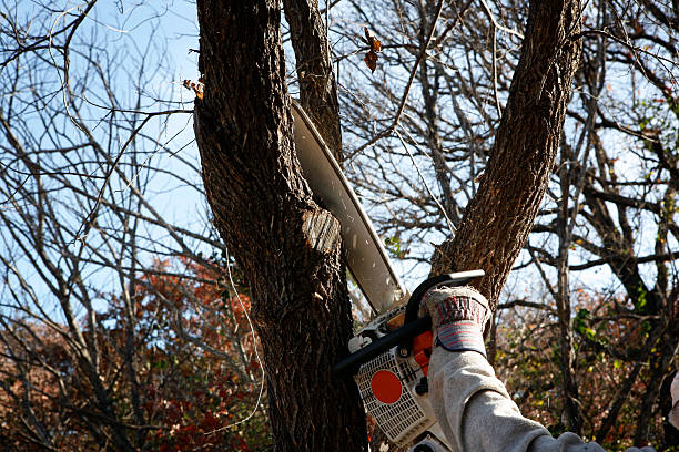 Best Tree Removal  in Clayton, AL